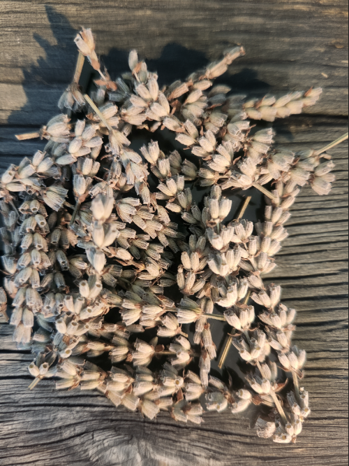 dried lavender flower buds Dried Lavender Buds